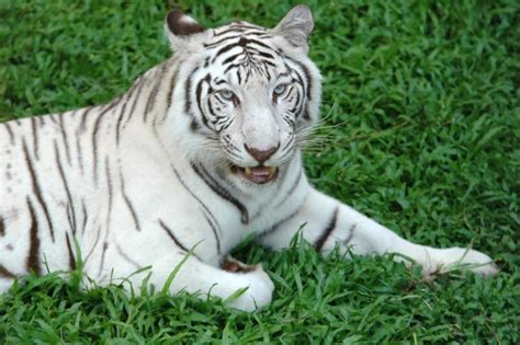 Chiang mai night safari) เป็นสวนสัตว์เปิดที่ตั้งอยู่ในตำบลแม่เหียะ อำเภอเมืองเชียงใหม่ และ ตำบลหนองควาย อำเภอหางดง จังหวัด. เชียงใหม่ไนท์ซาฟารีแถลงเสือโคร่งขาวตาย คาดติดเชื้อในกระแส ...