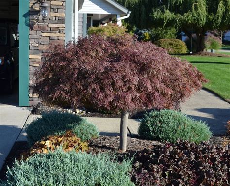 How To Grow And Trim Japanese Maples Japanese Maple Tree Japanese