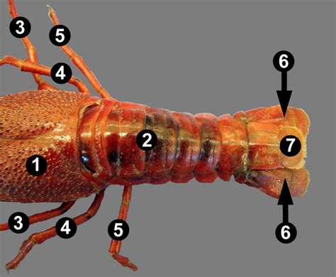 Crayfish External Part 2 Diagram Quizlet