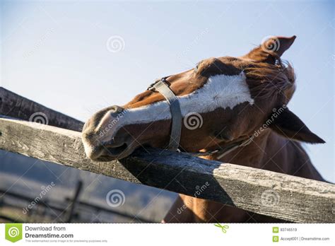 Purebred Saddle Horse Leans Over Railing Stock Image Image Of Detail