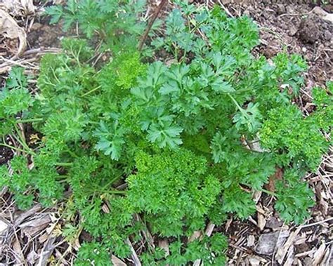 We did not find results for: Daun Parsley (Flat)