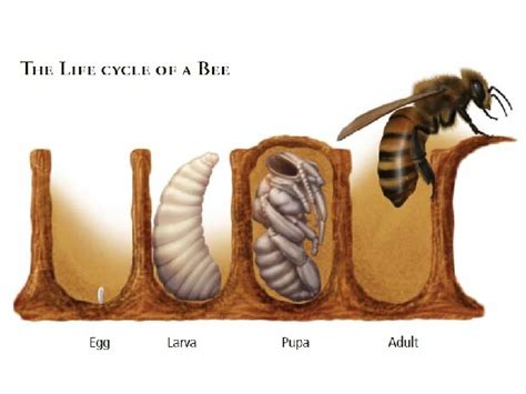 Life Cycle Of A Carpenter Bee