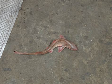 Dead Baby Shark Discovered On F Train Subway Platform In Manhattan
