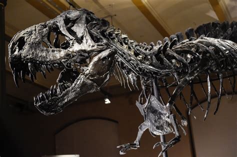 One Of Worlds Largest T Rex Skeletons Returns To Germany Daily Sabah