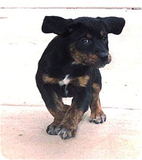 There is evidence pointing to the boxer being one of many descendants of the old fighting dogs of the high valleys of tibet. Telluride "Telly" | Adopted Puppy | 1075 | Greeley, CO ...