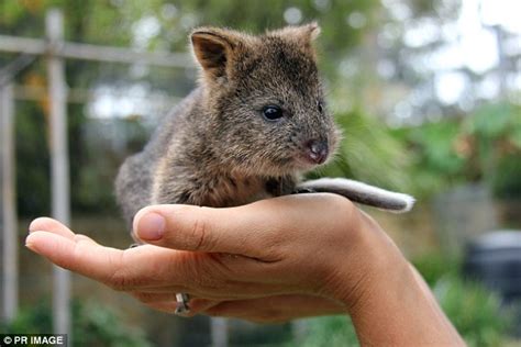 Six Month Old Baby Quokka Taking Over Sydneys Toronga Zoo