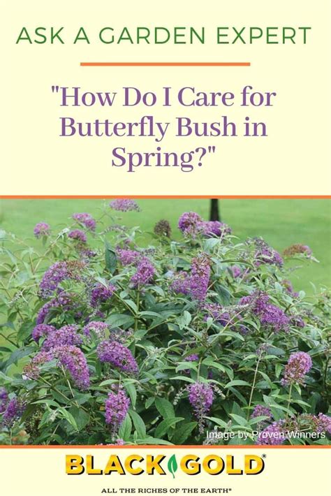 How To Transplant Butterfly Bush