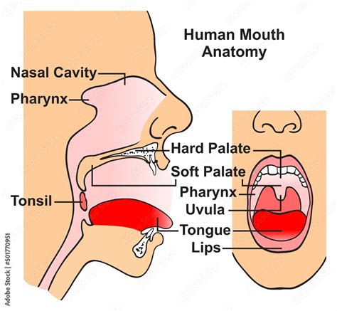 Human Mouth Anatomy Infographic Diagram Structure And Parts Including