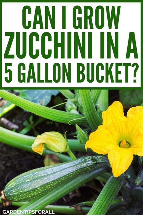 Can You Grow Zucchini In A 5 Gallon Bucket Garden Tips For All