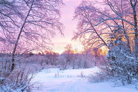 Winter Night Landscape With Sunset In The Forest Stock
