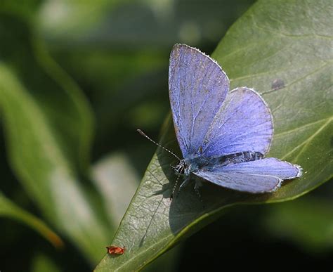 Holly Blue Butterfly Flickr Photo Sharing