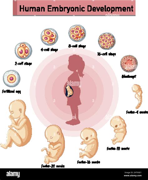Un Vector De Desarrollo Embrionario Humano Ilustraci N Imagen Vector De