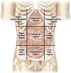 The four quadrants of abdominal organs in humananatomybody.com. Abdominopelvic Regions
