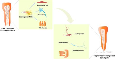 Frontiers Microenvironment Influences Odontogenic Mesenchymal Stem