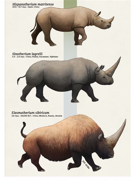 Evolution Series An Army Of Rhinosliving Rhinos Are Generally