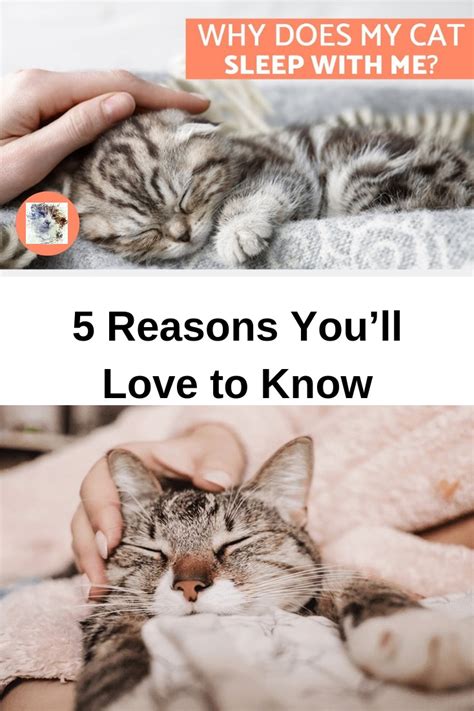 Top 5 Reasons Why Your Cat Sleep With You Youll Love To Know Cat