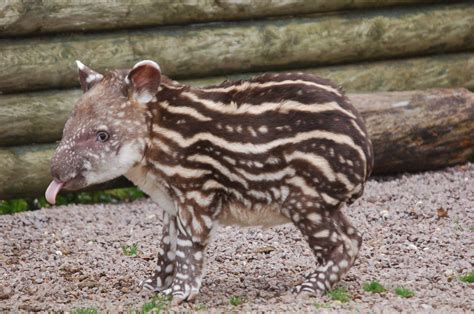 Baby Tapir Gorgeous Little Fellow Animals Pinterest