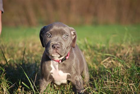 The puppies will be vaccinated, microchipped and registered at canine sa. XL PITBULL PUPPIES FOR SALE | CHAMPAGNE XXL PITBULL ...