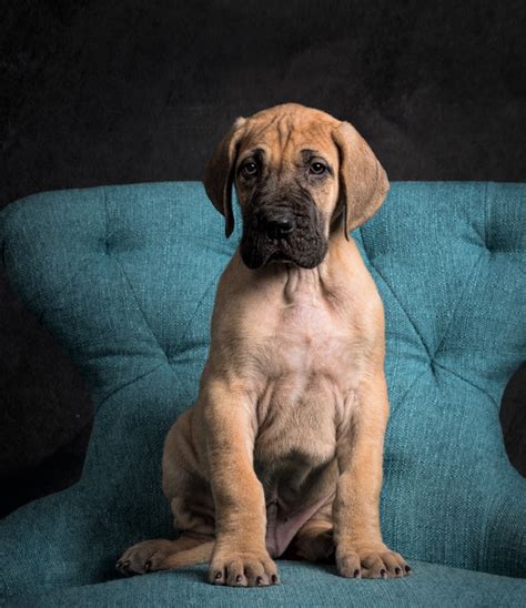 They do not bark much, but make great watchdogs. Great Dane Puppies! VA Dog Photographer