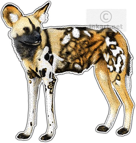 African Wild Dog Lycaon Pictus Line Art And Full Color Illustration