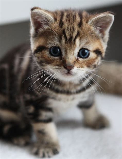 So Cute Cute Kitten Pinterest Baby Kitty Los
