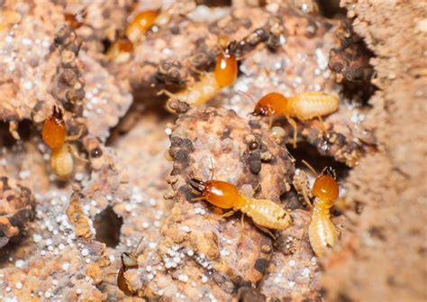 Termite Treatment Maui Mid Pacific Pest Control