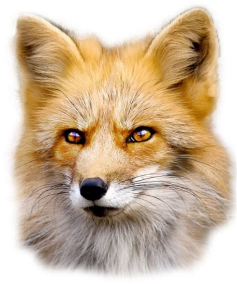 Fox PNG