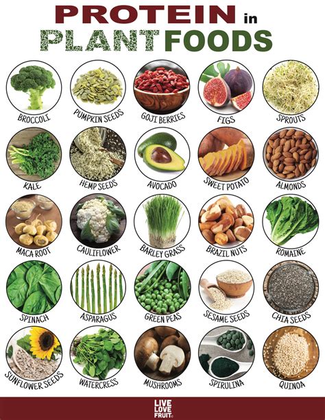 plants with the most protein