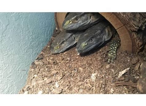 Even though pet monitor lizards are easy to tame, and you can have fun with them, it incurs a lot of hard work in similar to other lizards, breeding a monitor lizard needs patience, knowledge and time. Most Popular Pet Monitor Lizards