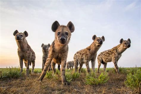 Spotted Hyenas Are Smart Social And Ruled By Females
