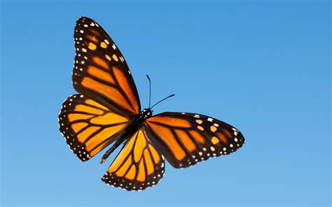 10 Monarch Butterfly Hd Wallpapers Background Images