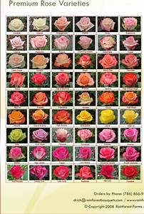 Rose Chart Rose Varieties Planting Flowers Beautiful Flowers