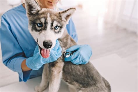 Puppys First Vet Visit New Pet Parents Checklist Great Pet Care