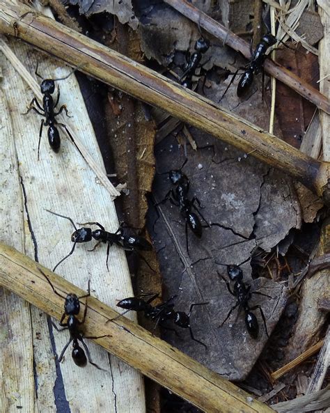 Venticuatrohoras Lesser Giant Hunting Ant Paraponera Cl Flickr