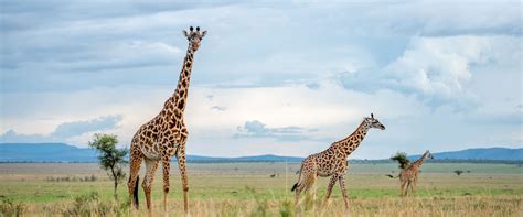 Serengeti Safari - The Luxury Safari Company