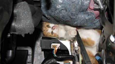 Tiny Kitten Gets Stuck In Car Engine Gets Rescued By Firemen Finds A New Home Metro News
