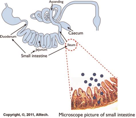 Structure Of Small Intestine Download Scientific Diagram