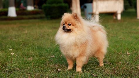 Check spelling or type a new query. Pomeranian Wallpapers (60+ background pictures)