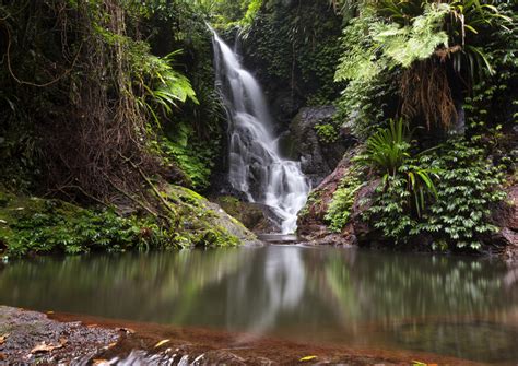 The Top 10 Gondwana Rainforests Of Australia Tours And Tickets 2022