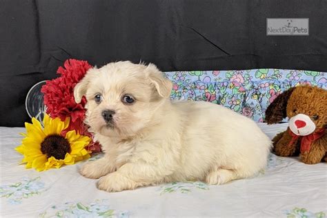 When your puppy becomes older, feed your puppy for a maximum of two meals per day. Tommy: Shih Tzu puppy for sale near Oklahoma City, Oklahoma. | 69a93dffa1