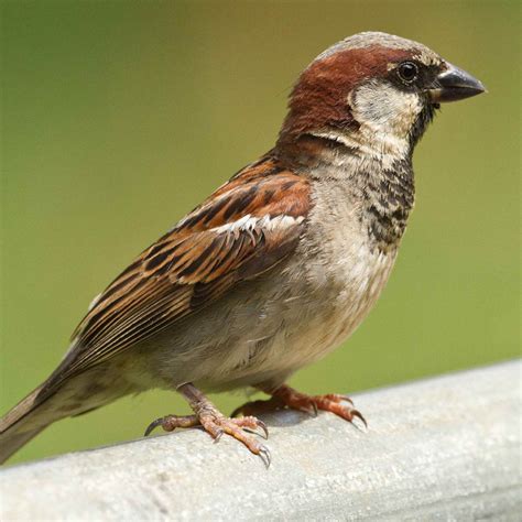 Hawaiʻi Birding Trails House Sparrow