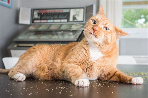 Pet Photographer Captures Cats Going Crazy For Catnip