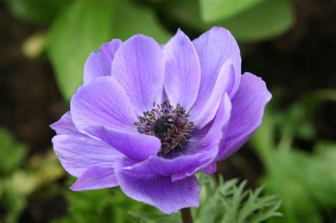 Check spelling or type a new query. Anemone Flowers: Tips For Anemone Plant Care