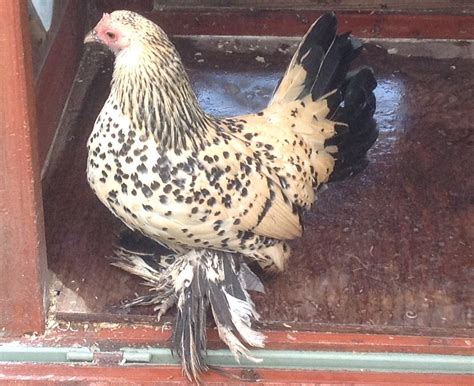 To keep your birds looking sharp, establish also known as the dutch booted bantam, this breed is the ultimate supermodel of chickens. Sabelpoot For Sale | Poules | Informations sur les races ...