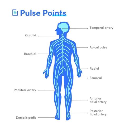 10 Common Pulse Points In The Human Body Medimagic Pulse Points