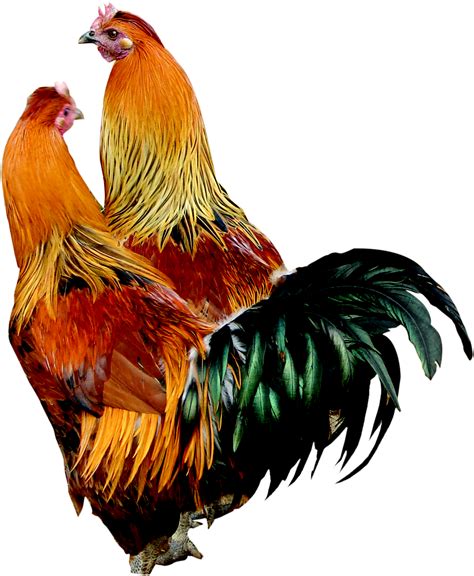 Cock Png
