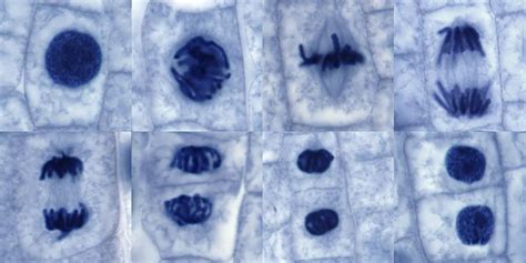 The stage, or phase, after the completion of mitosis is called interphase. Plant Cell Mitosis, Light Micrograph Photograph by Steve ...