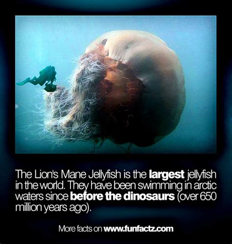 The Lions Mane Jellyfish Is The Largest Jellyfish In The World They