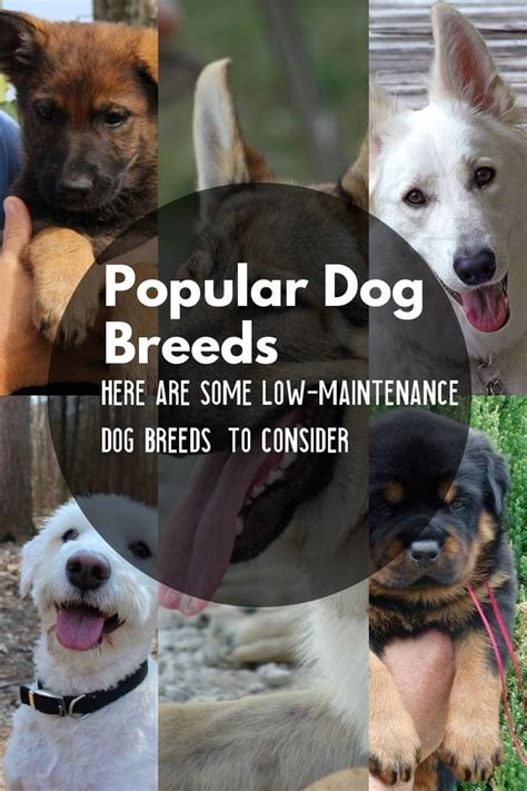 5 Dog Breeds That Are Widely Renowned Around The Globe Dog Breeds