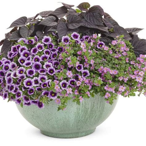 Magical Mystery Proven Winners Proven Winners Flowers Planter